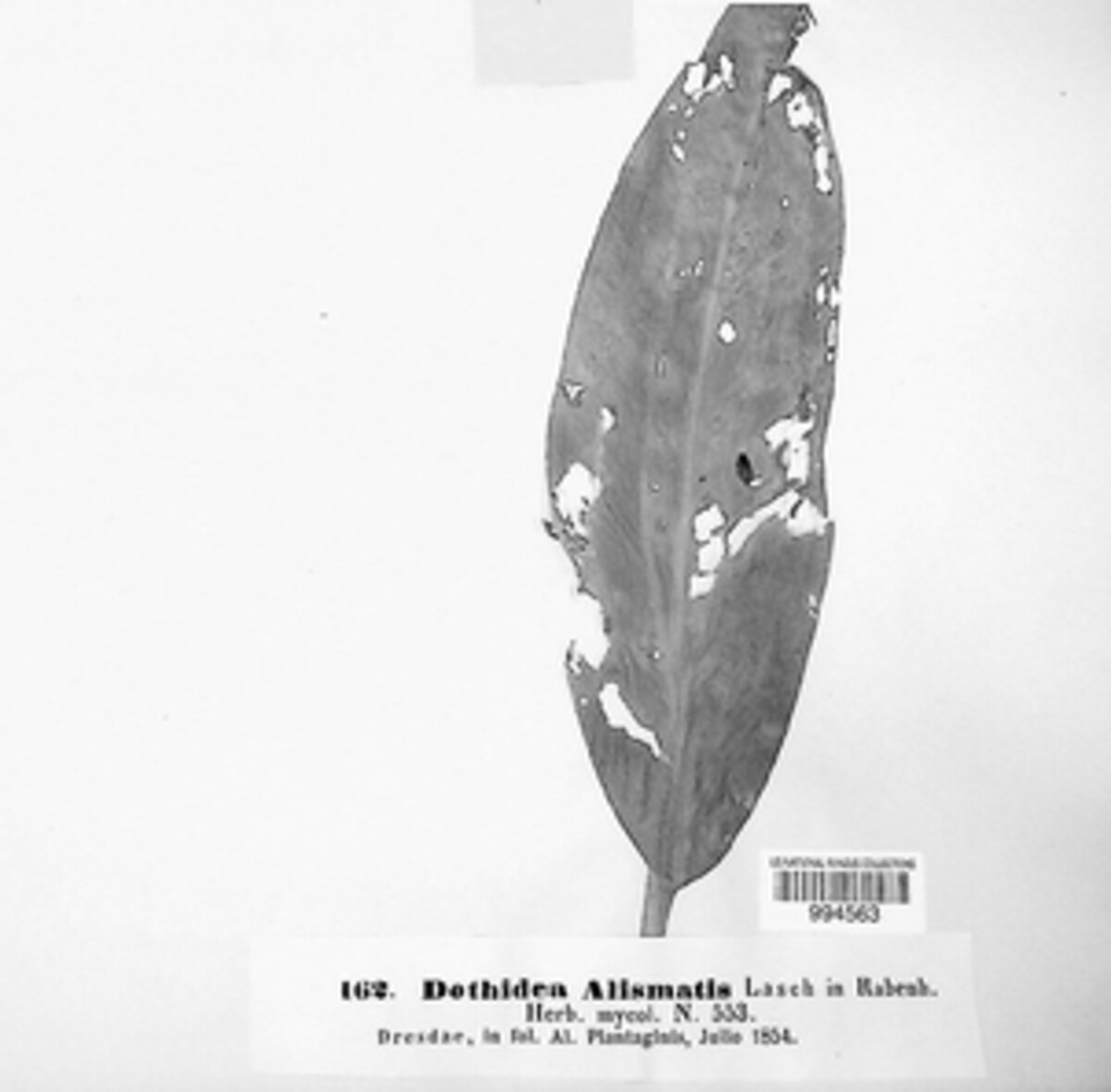 Dothidea alismatis image